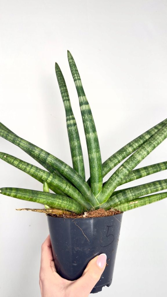 Sansevieria Inti w doniczce, pionowe smukłe liście, nowoczesna roślina do wnętrz