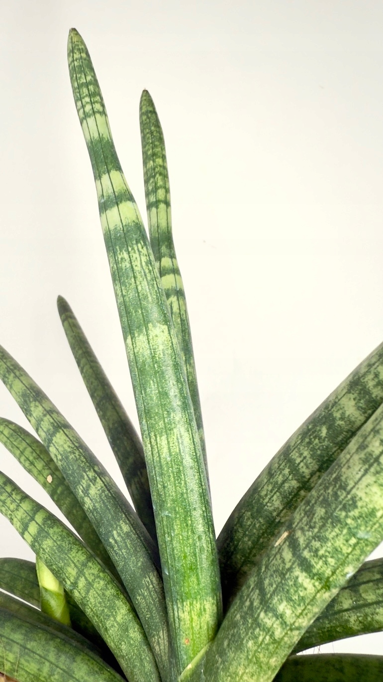 Sansevieria Inti