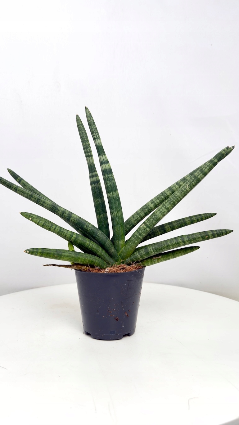 Sansevieria Inti