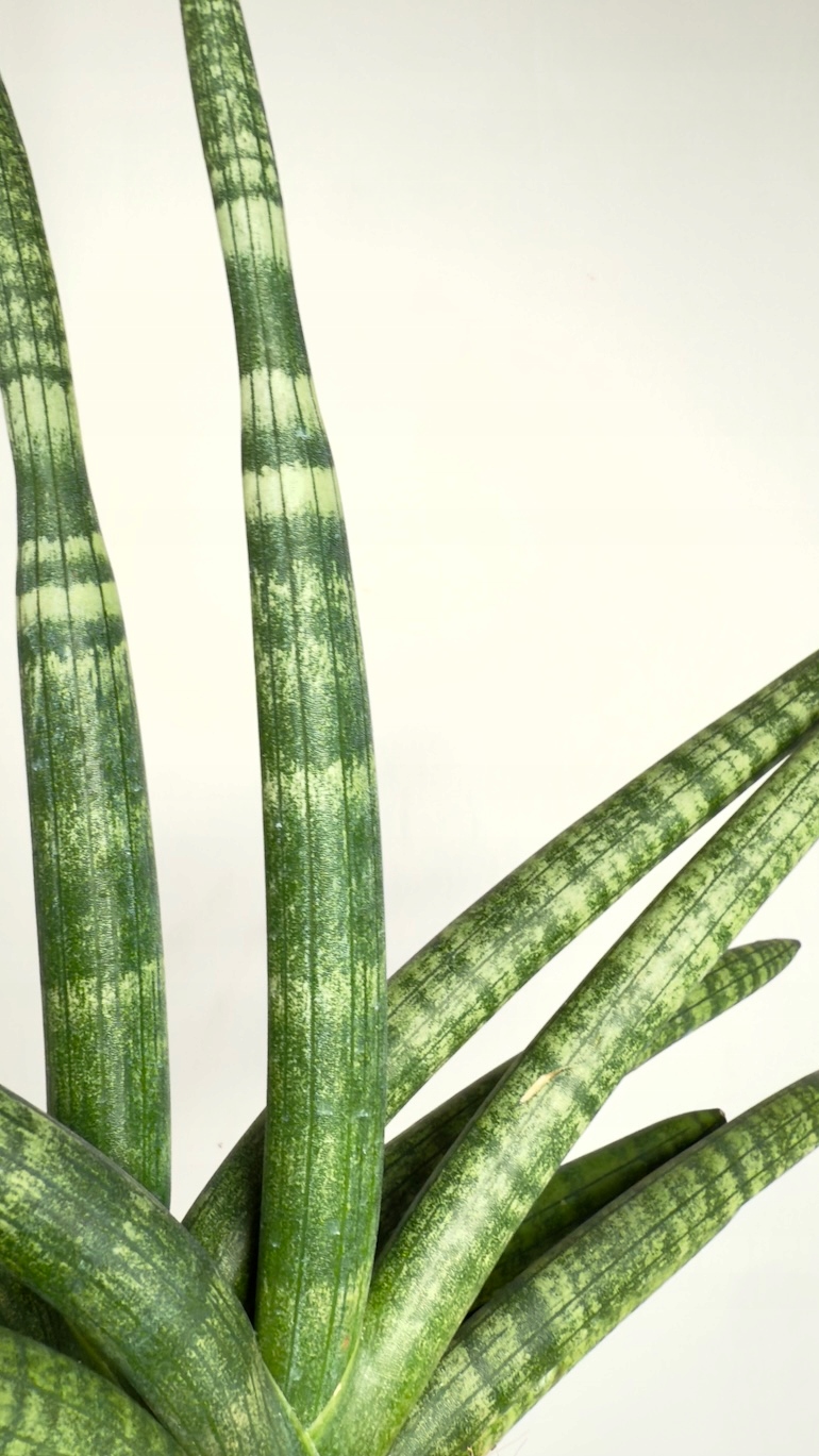 Sansevieria Inti