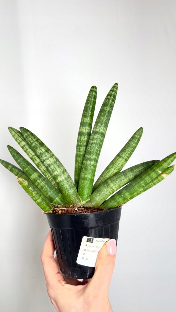 Sansevieria Inti w doniczce, pionowe smukłe liście, nowoczesna roślina do wnętrz