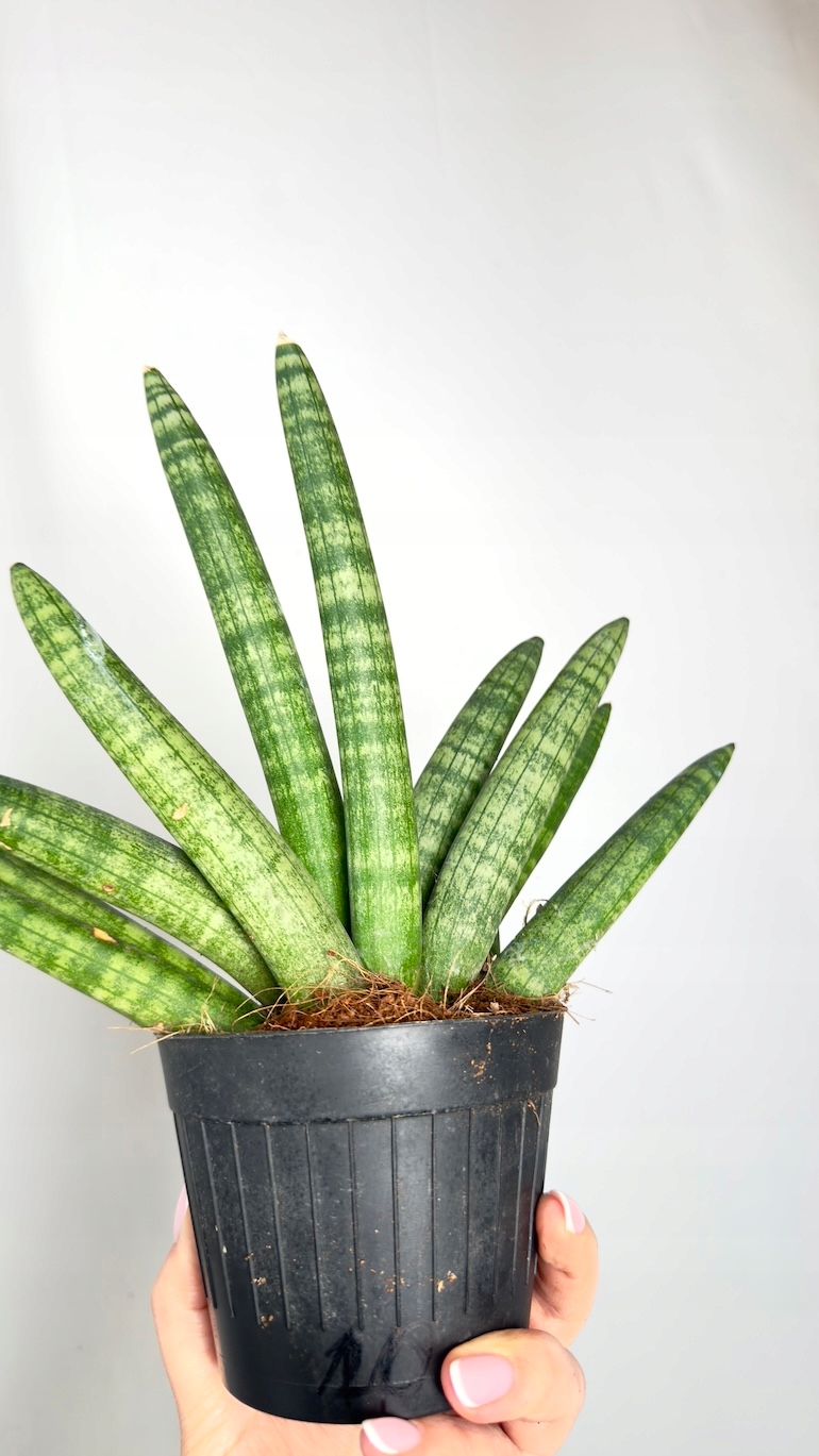 Sansevieria Inti
