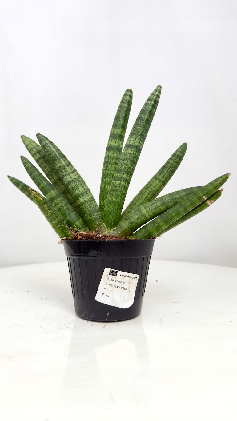 Sansevieria Inti