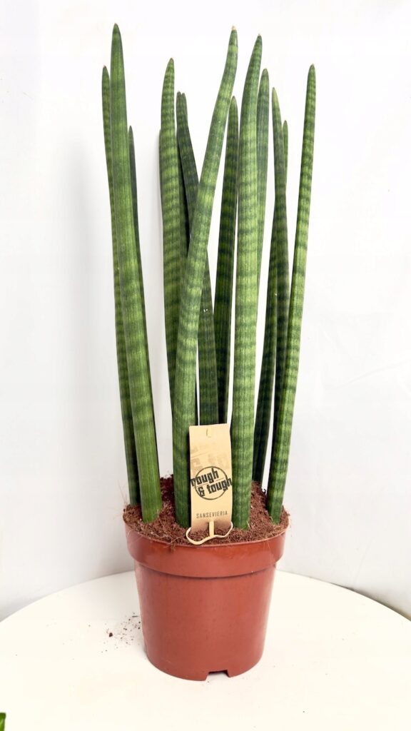 Sansevieria cylindrica Straight wysoka roślina cylindryczna 75 cm