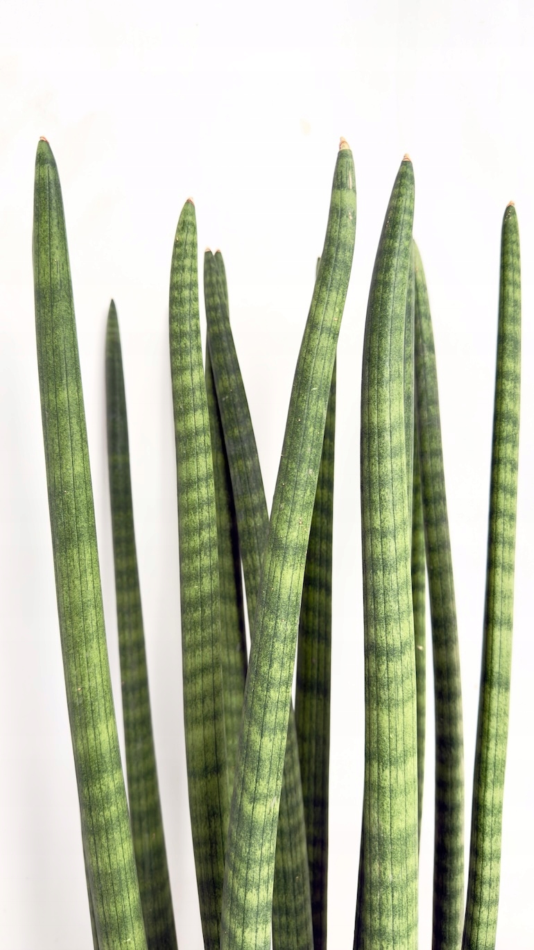 Sansevieria cylindrica Straight 21/75 cm