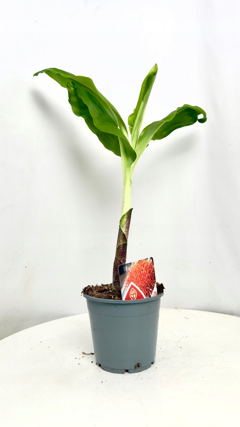 Scadoxus multiflorus 14/65cm