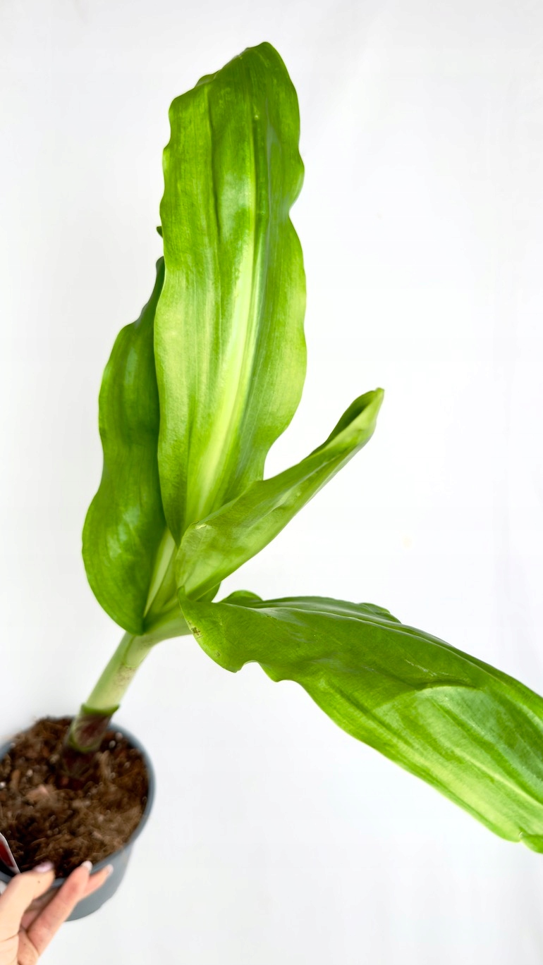 Scadoxus multiflorus 14/65cm