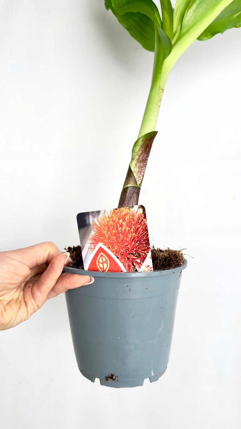 Scadoxus multiflorus 14/65cm