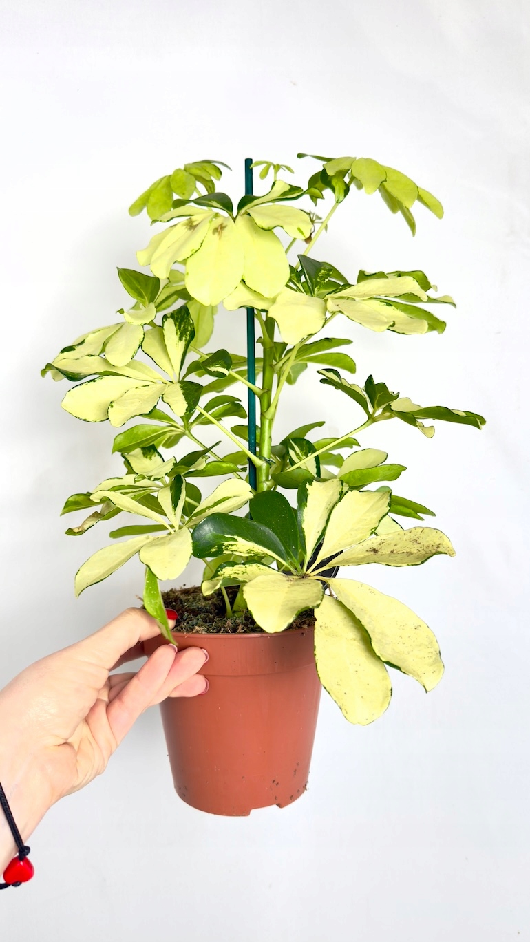 Schefflera arboricola Melanie