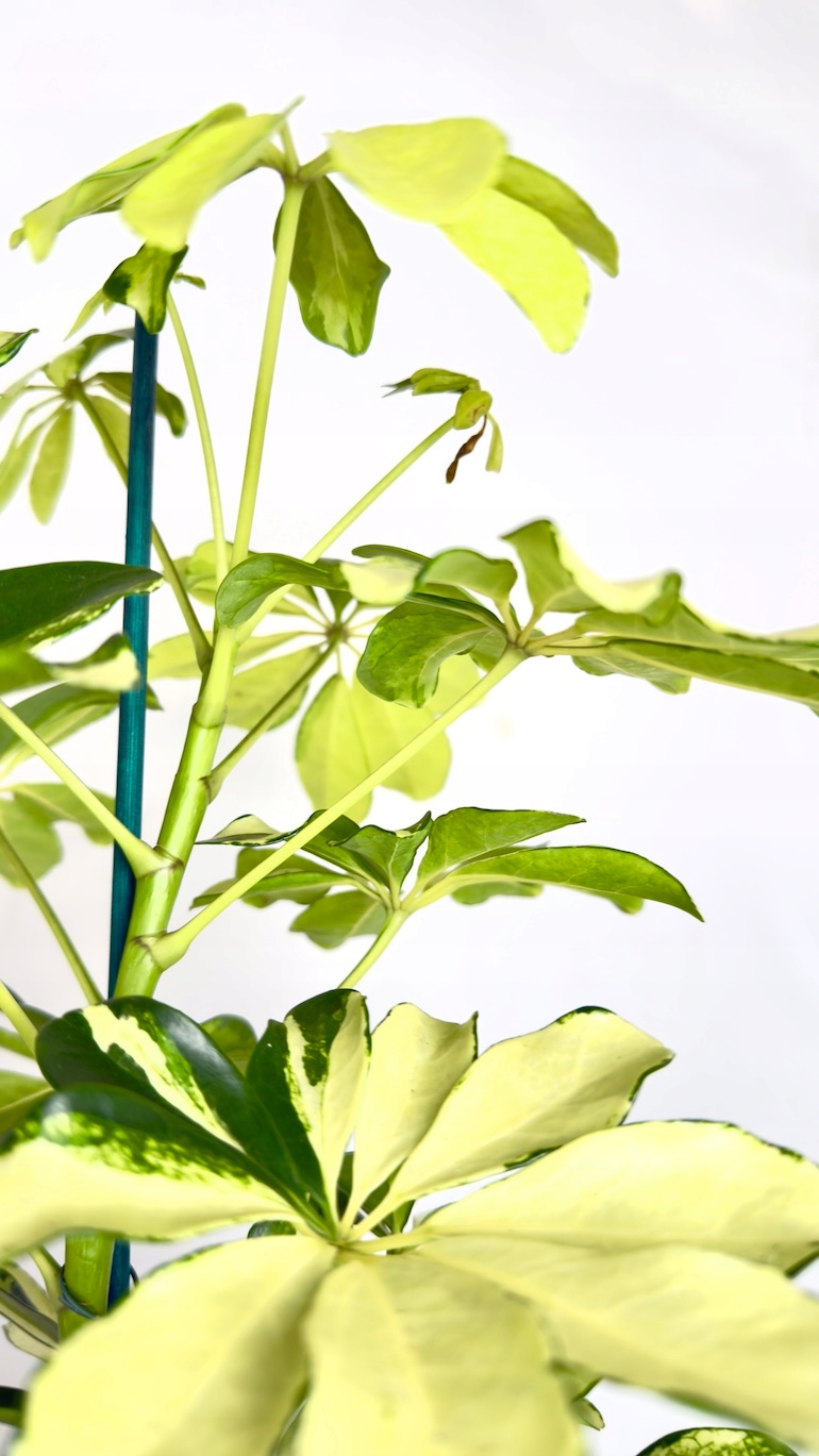 Schefflera arboricola Melanie