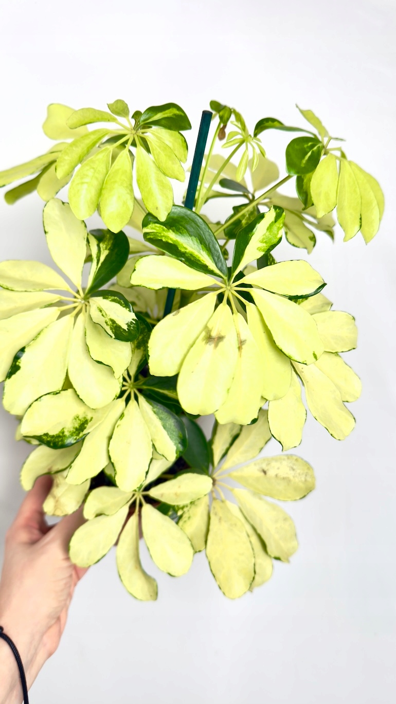 Schefflera arboricola Melanie