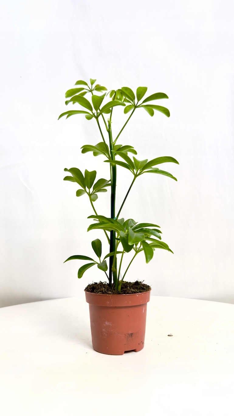 Schefflera Nora 9/25 cm