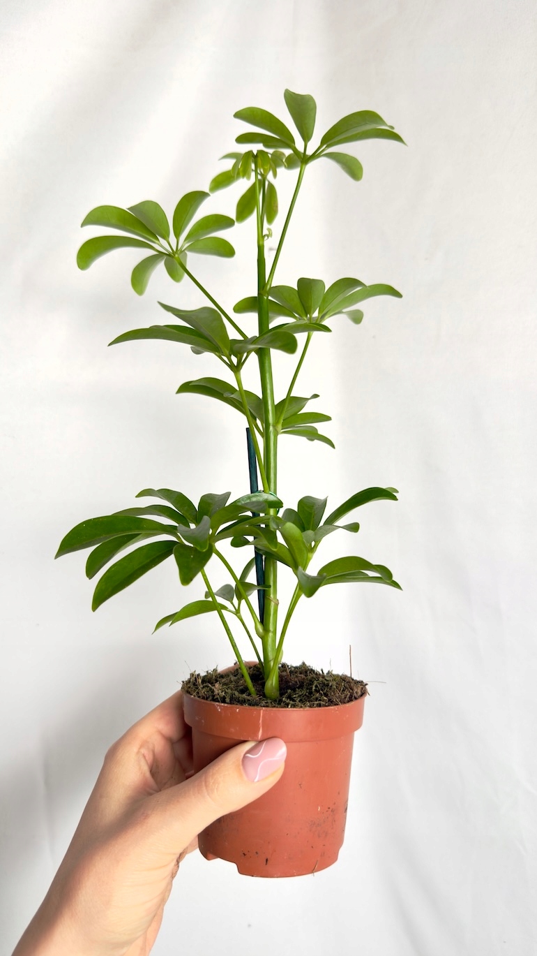 Schefflera Nora 9/25 cm