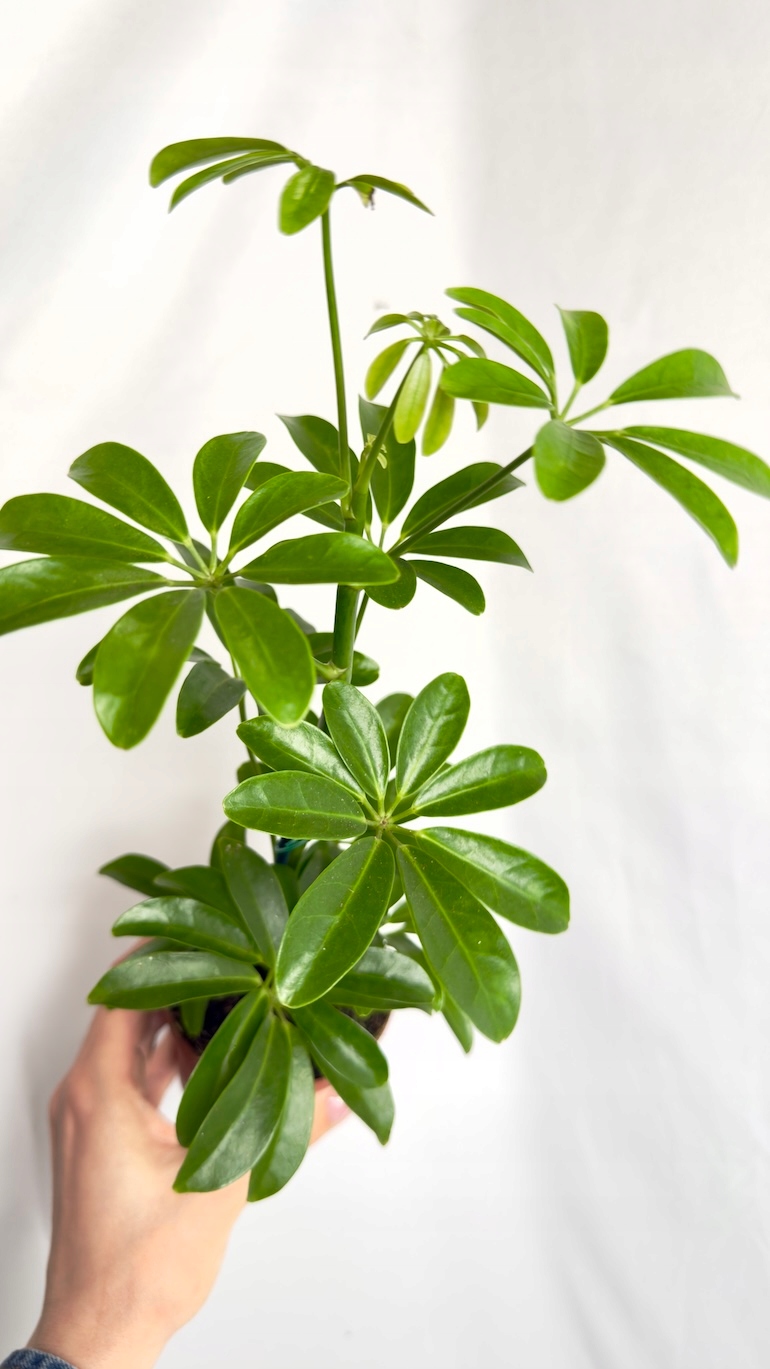 Schefflera Nora 9/25 cm