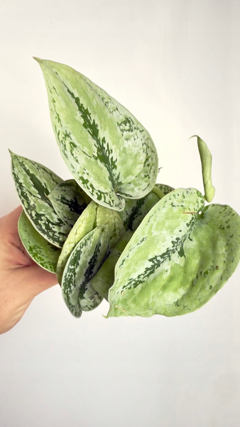 Scindapsus Kalimantan Sadzonka Cięta