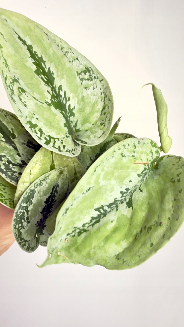 Scindapsus Kalimantan Sadzonka Cięta