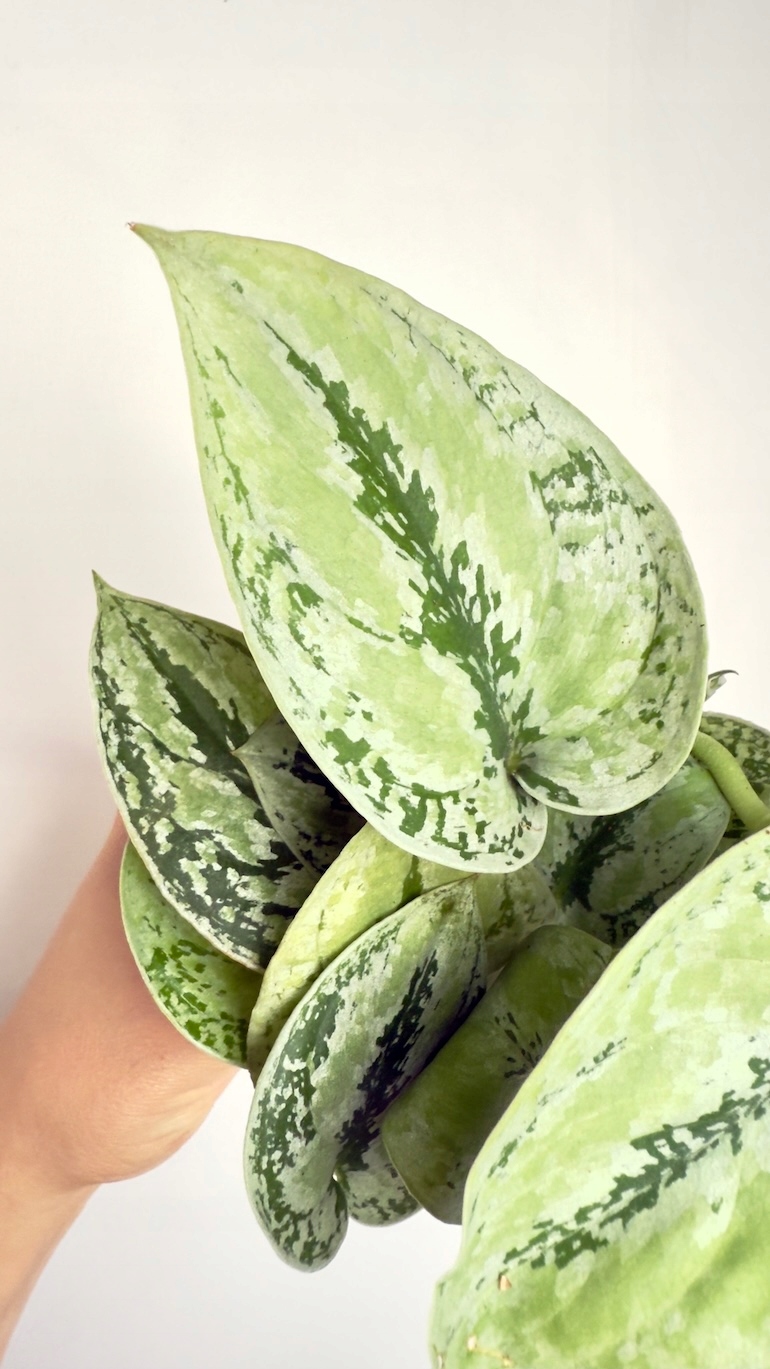 Scindapsus Kalimantan Sadzonka Cięta