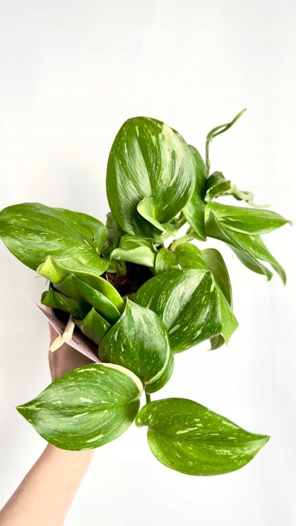 Scindapsus Rubicon 12-25 cm roślina pnąca doniczkowa o ciemnych liściach