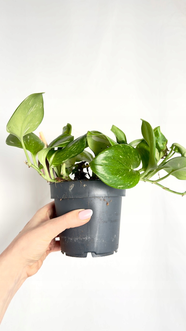 Scindapsus Rubicon 12/25 cm