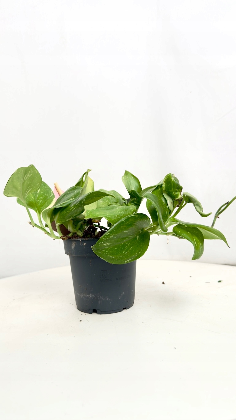 Scindapsus Rubicon 12/25 cm