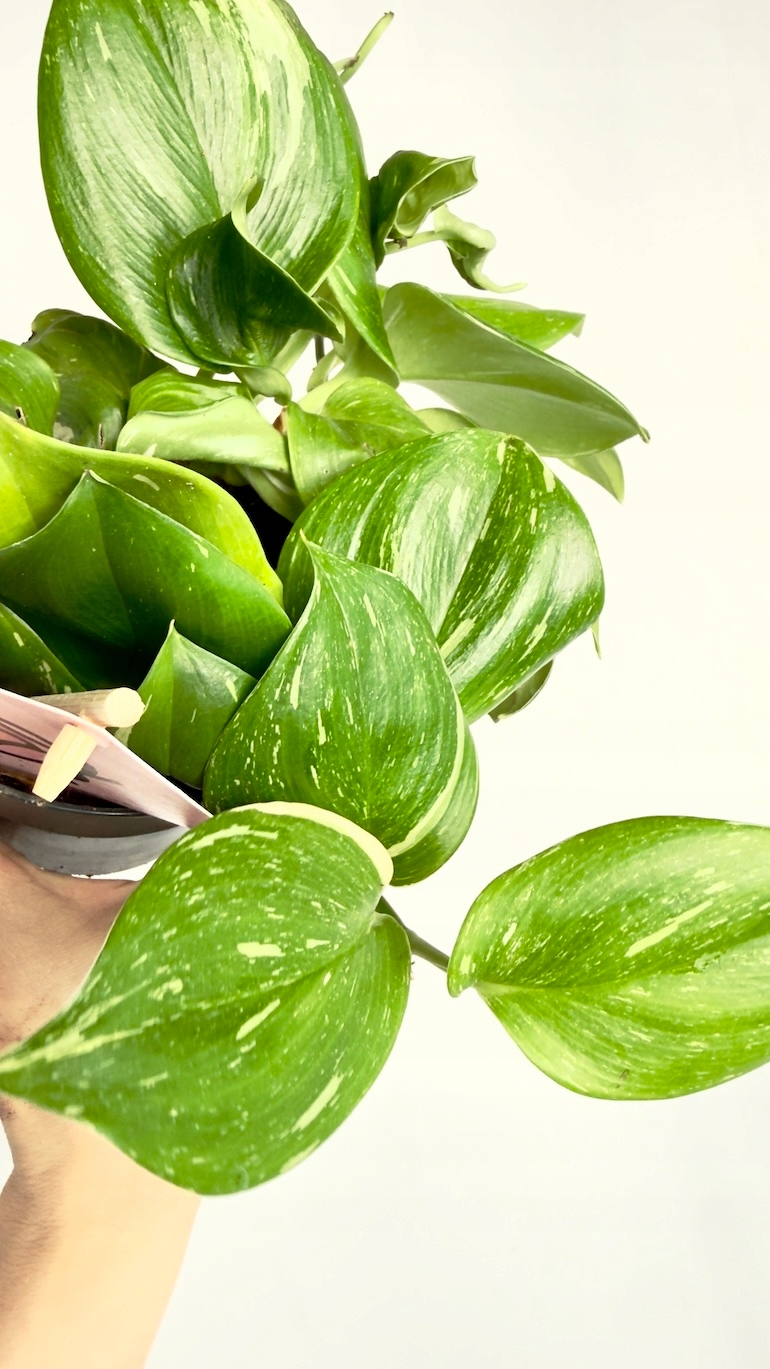 Scindapsus Rubicon 12/25 cm