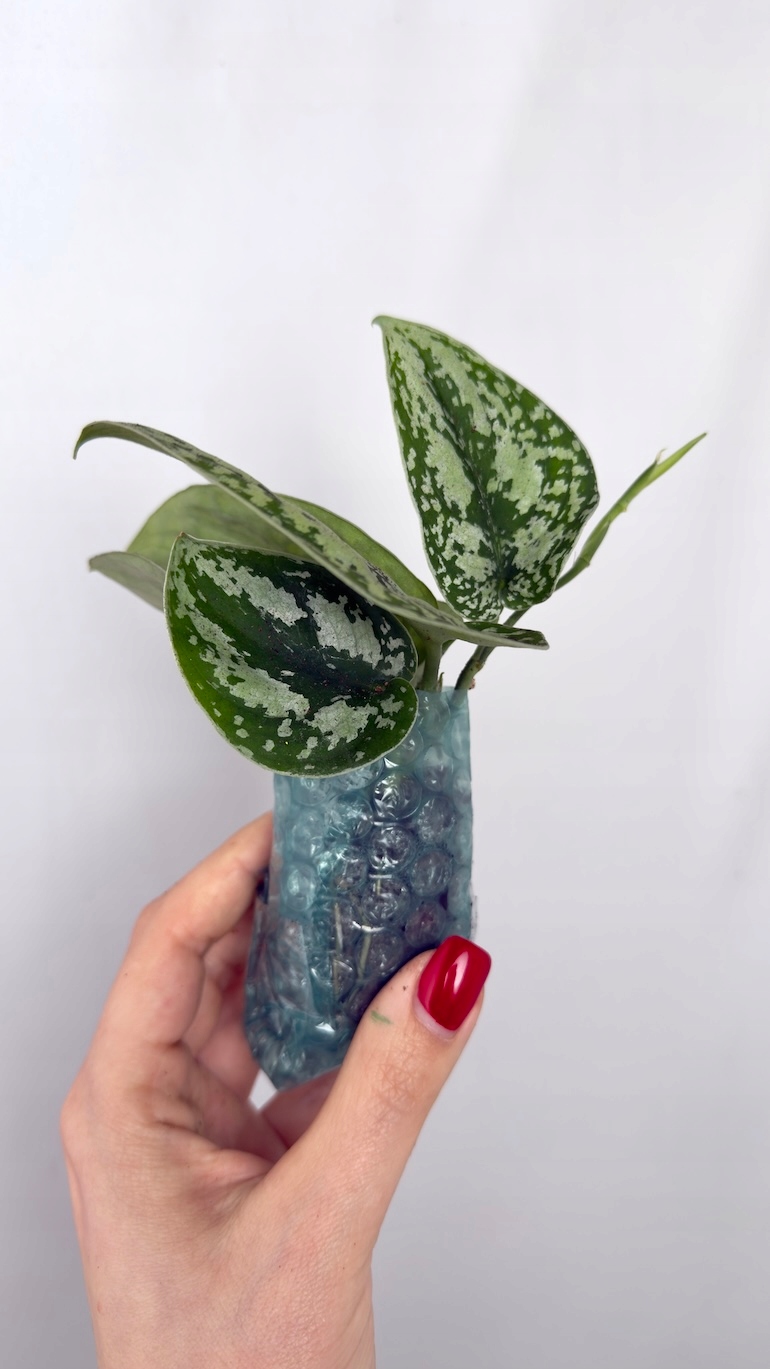 Scindapsus Shimmering Silver