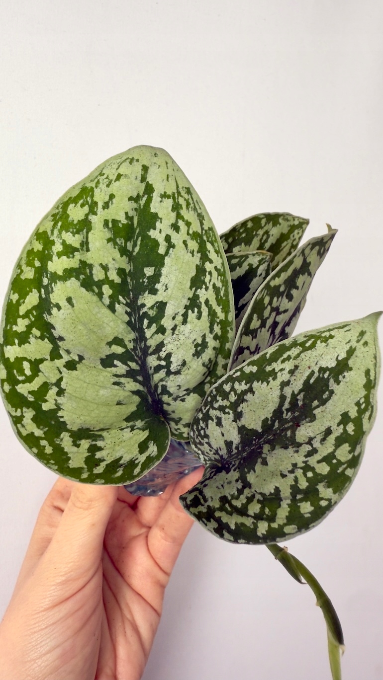 Scindapsus Shimmering Silver