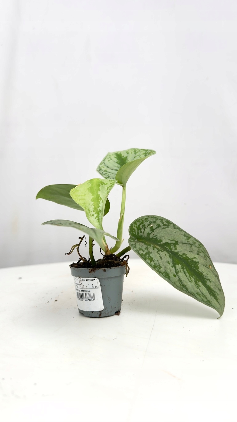 Scindapsus Trebie