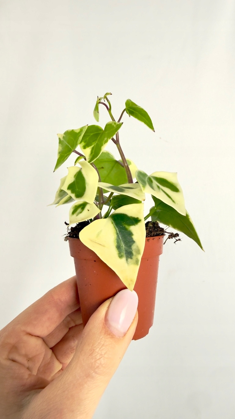 Senecio macr. Variegatus 5,5 cm