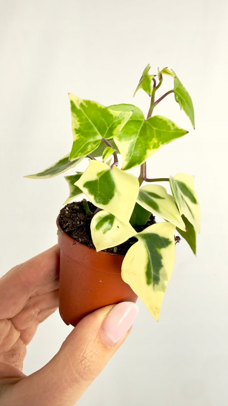 Senecio macr. Variegatus 5,5 cm