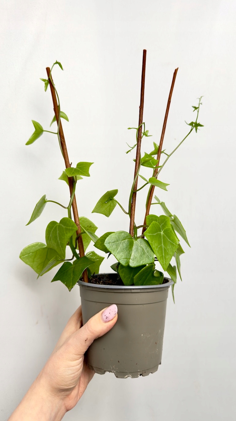 Senecio Macroglossus 12/30 cm