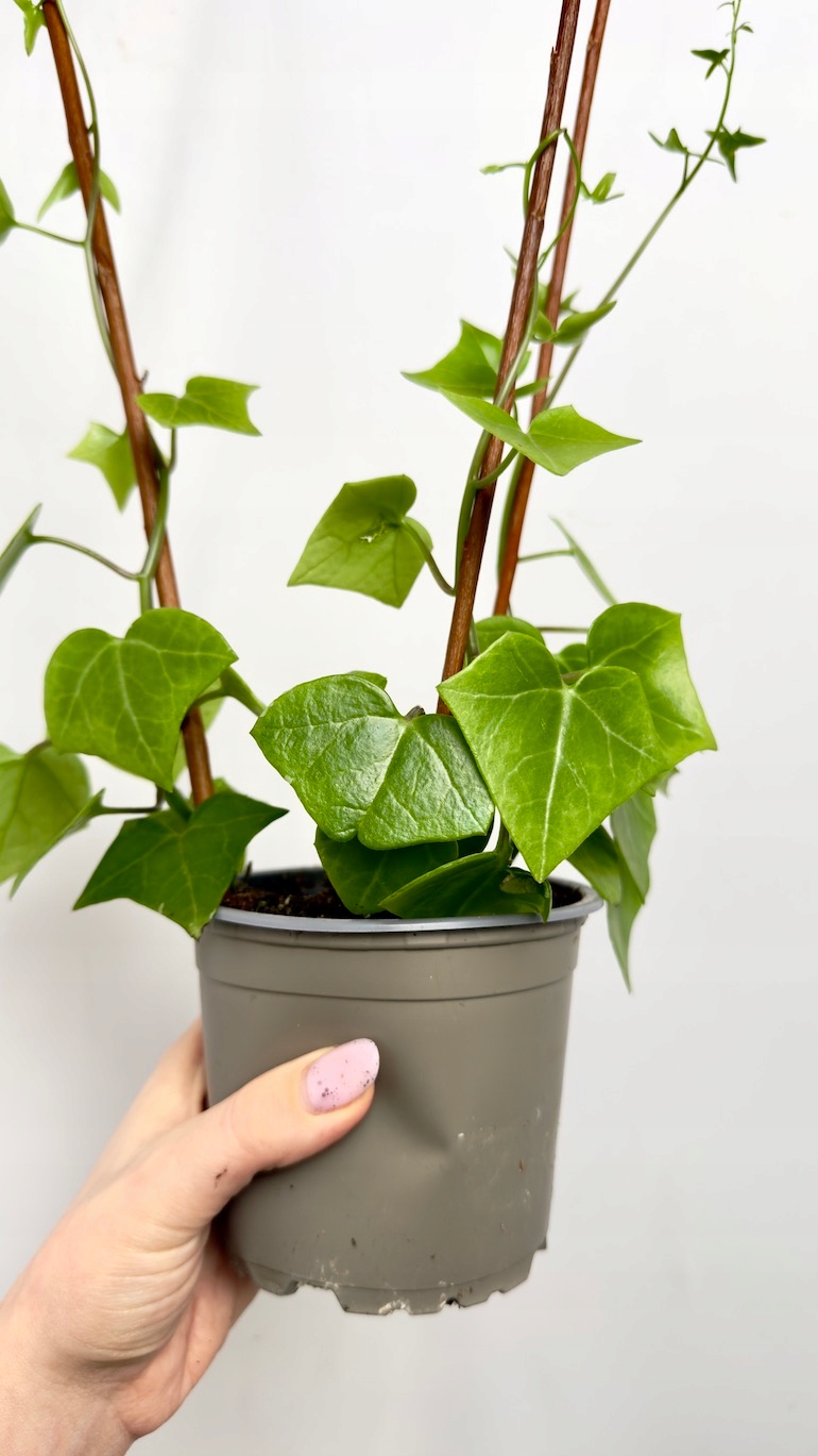 Senecio Macroglossus 12/30 cm