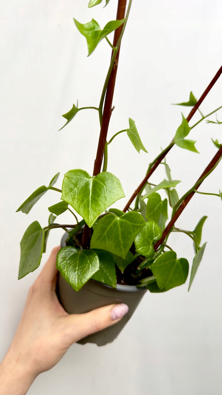 Senecio Macroglossus 12/30 cm