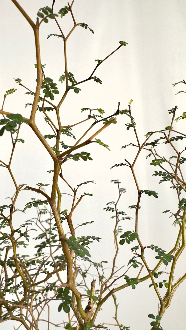 Sophora Little Baby