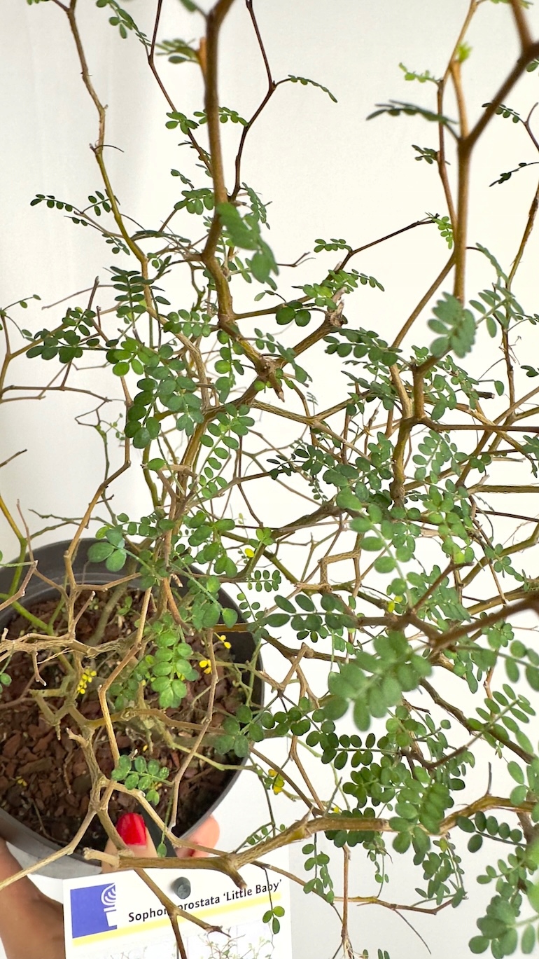 Sophora Little Baby