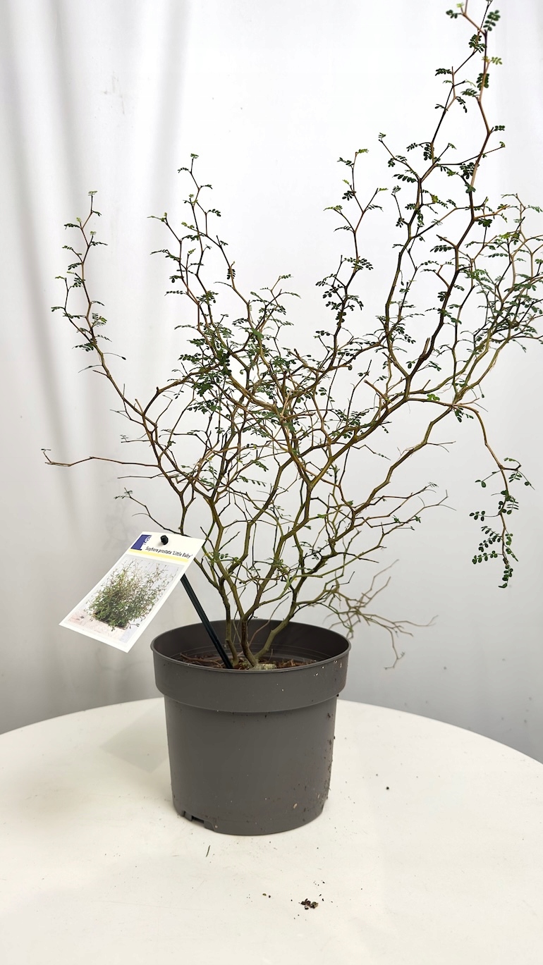 Sophora Little Baby