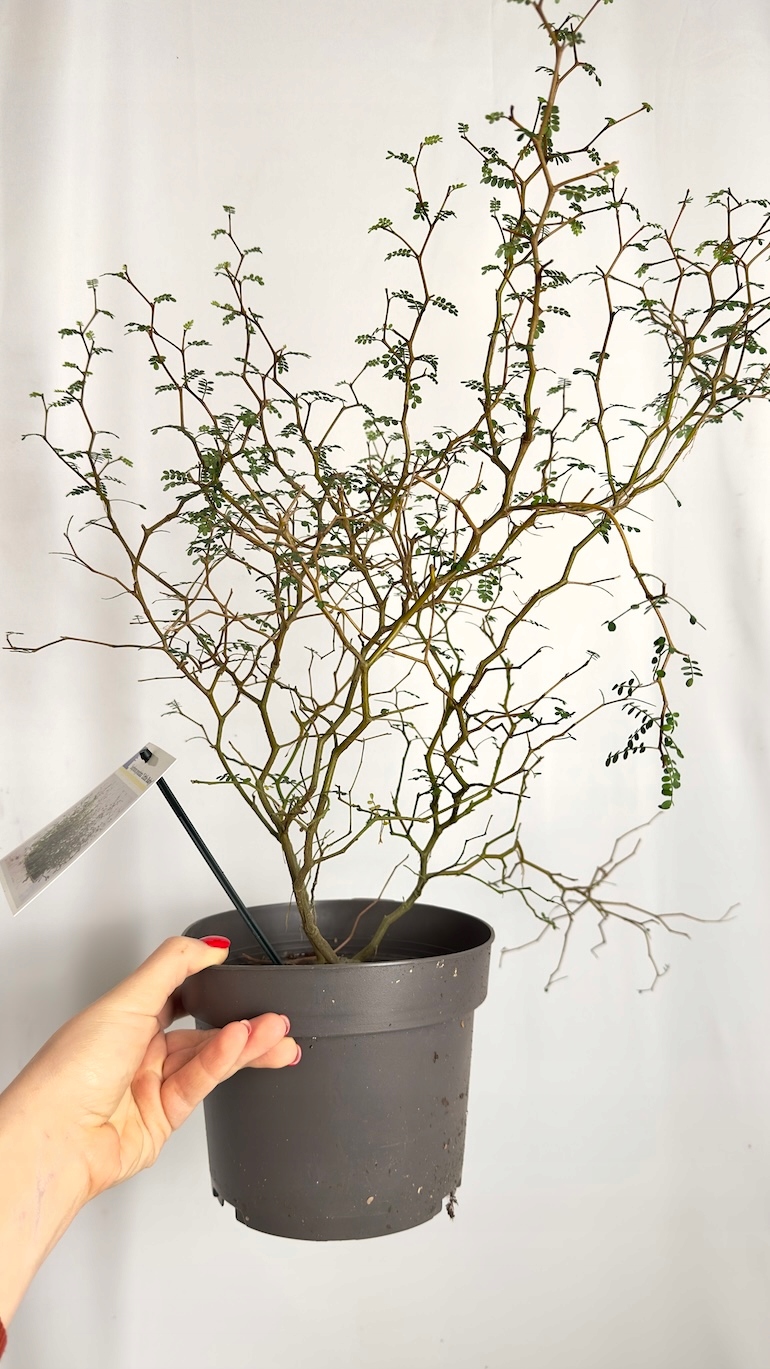 Sophora Little Baby