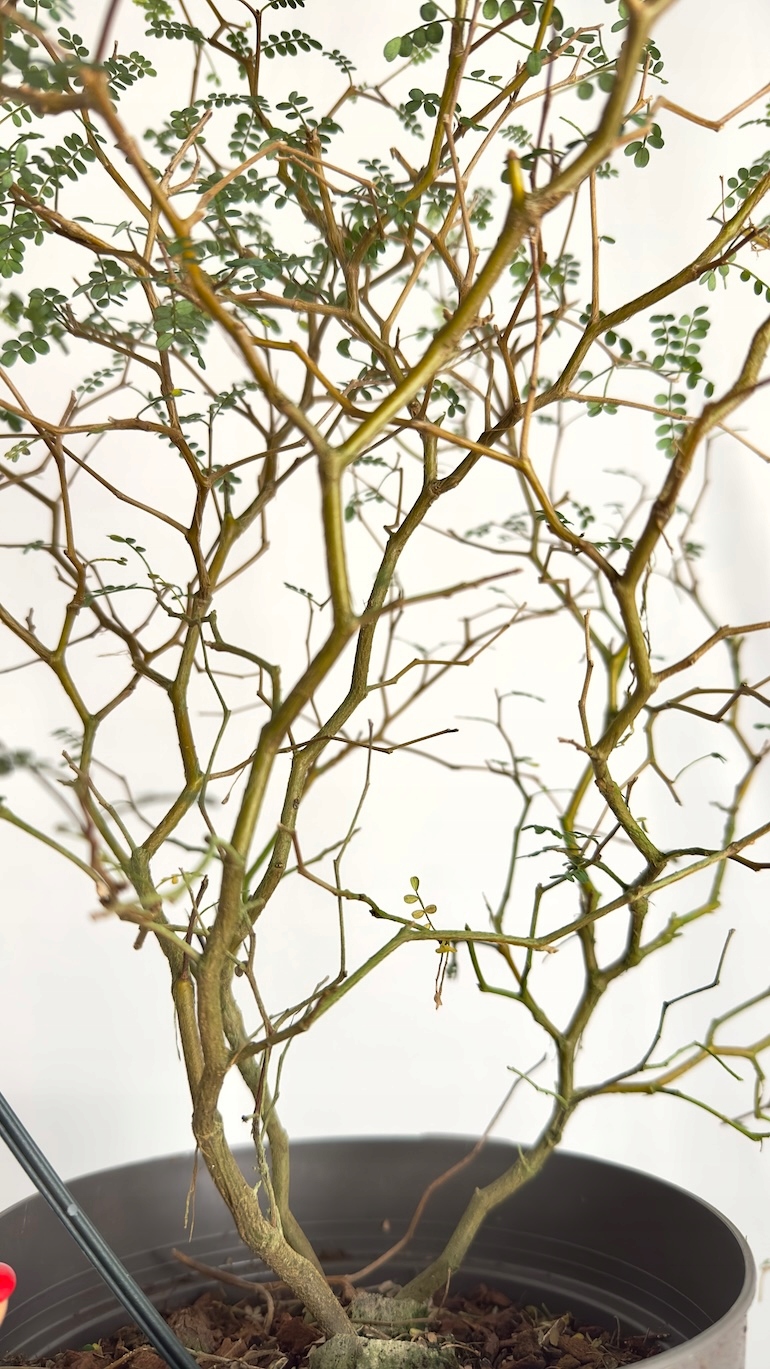 Sophora Little Baby