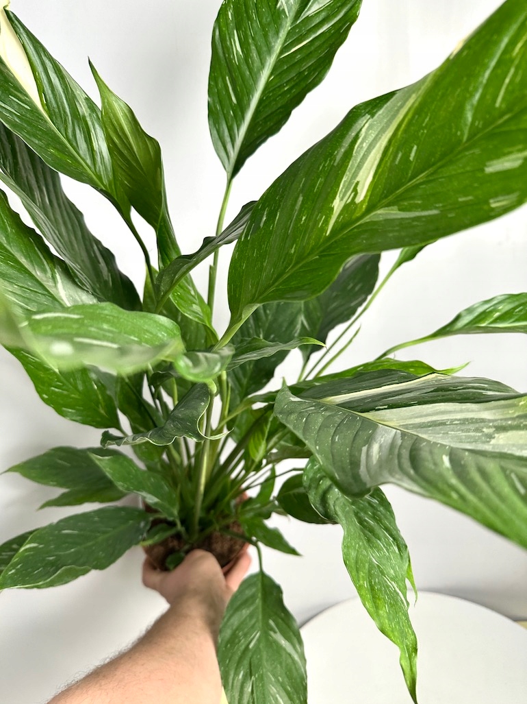 Spathiphyllum Variegated