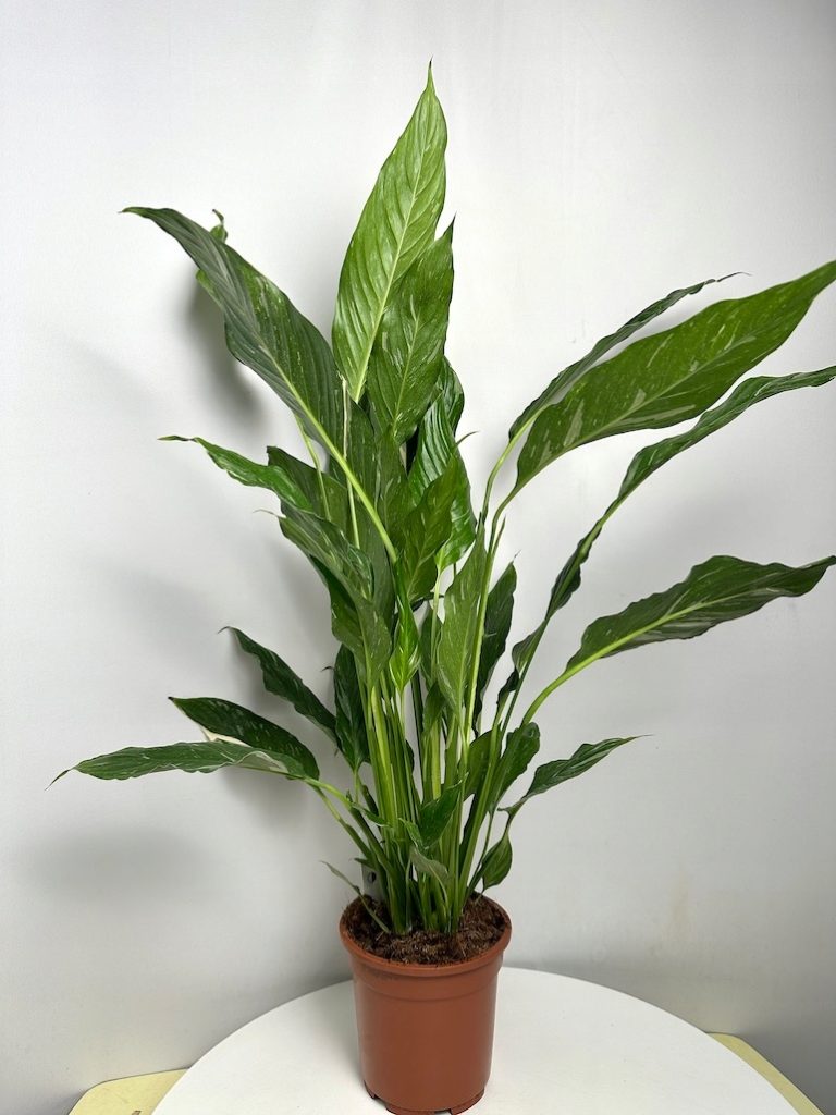 Spathiphyllum Variegated