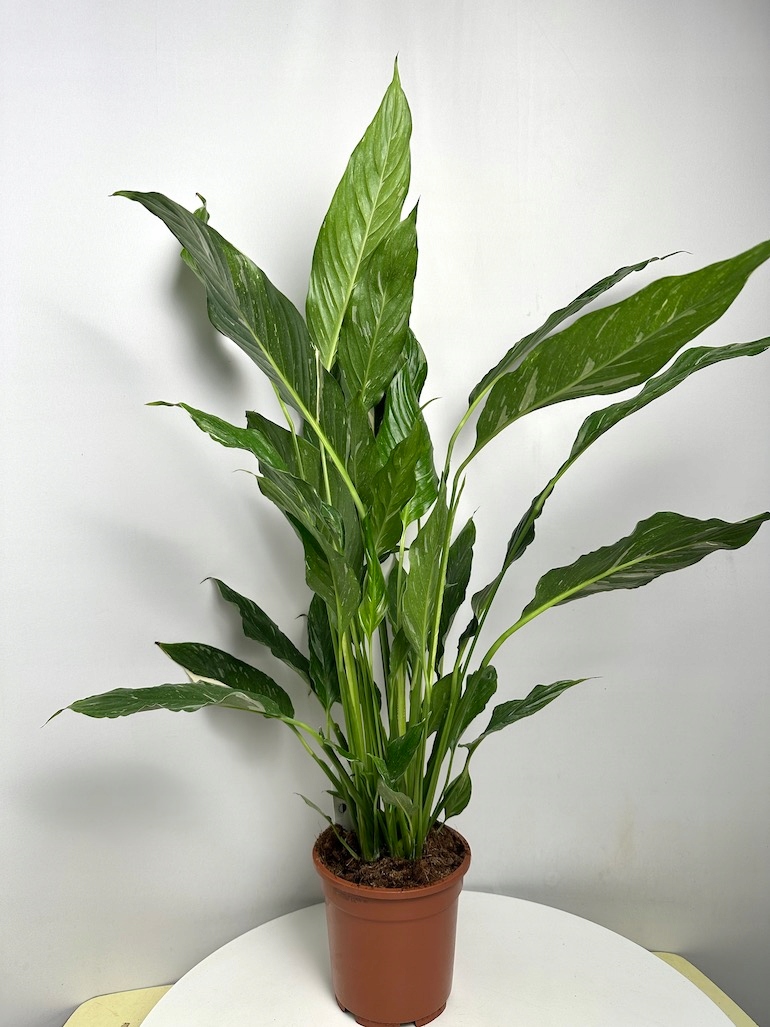 Spathiphyllum Variegated