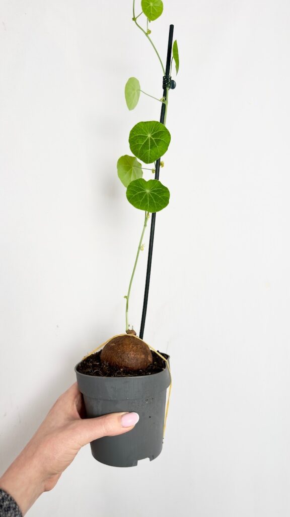 Stephania Erecta z kulistym kaudeksem i okrągłymi liśćmi w doniczce 12 cm.