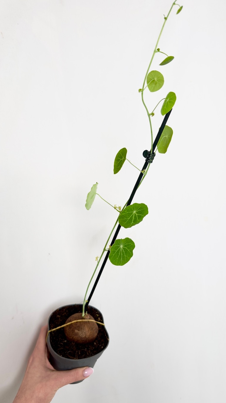 Stephania Erecta 12/25 cm