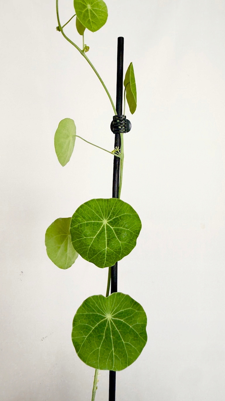 Stephania Erecta 12/25 cm