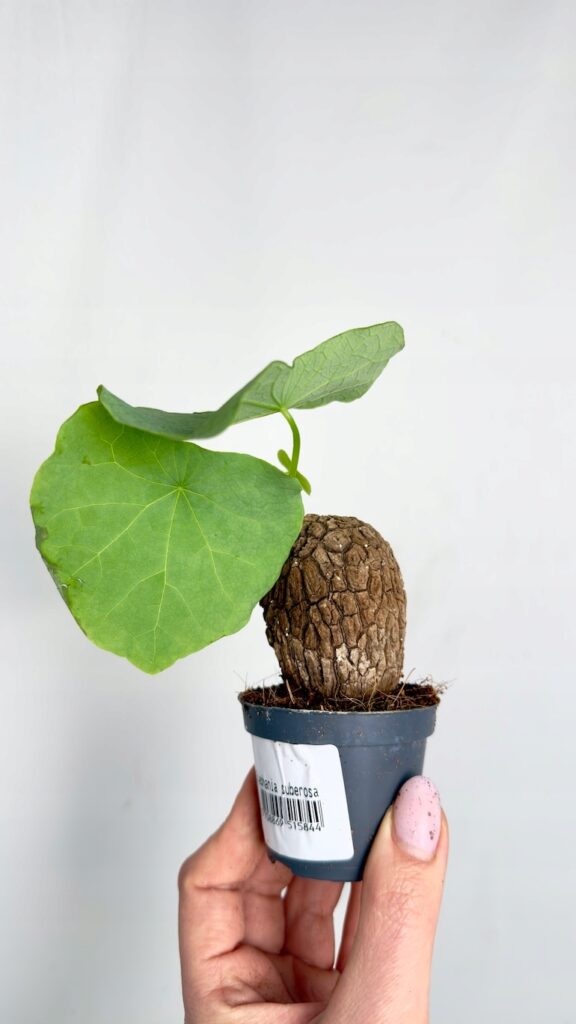 Stephania suberosa 6/10 cm