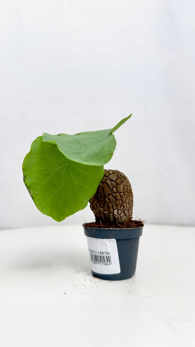 Stephania suberosa 6/10 cm