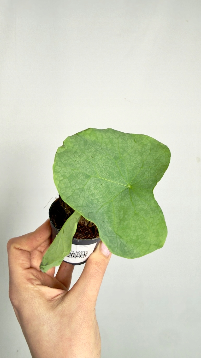 Stephania suberosa 6/10 cm