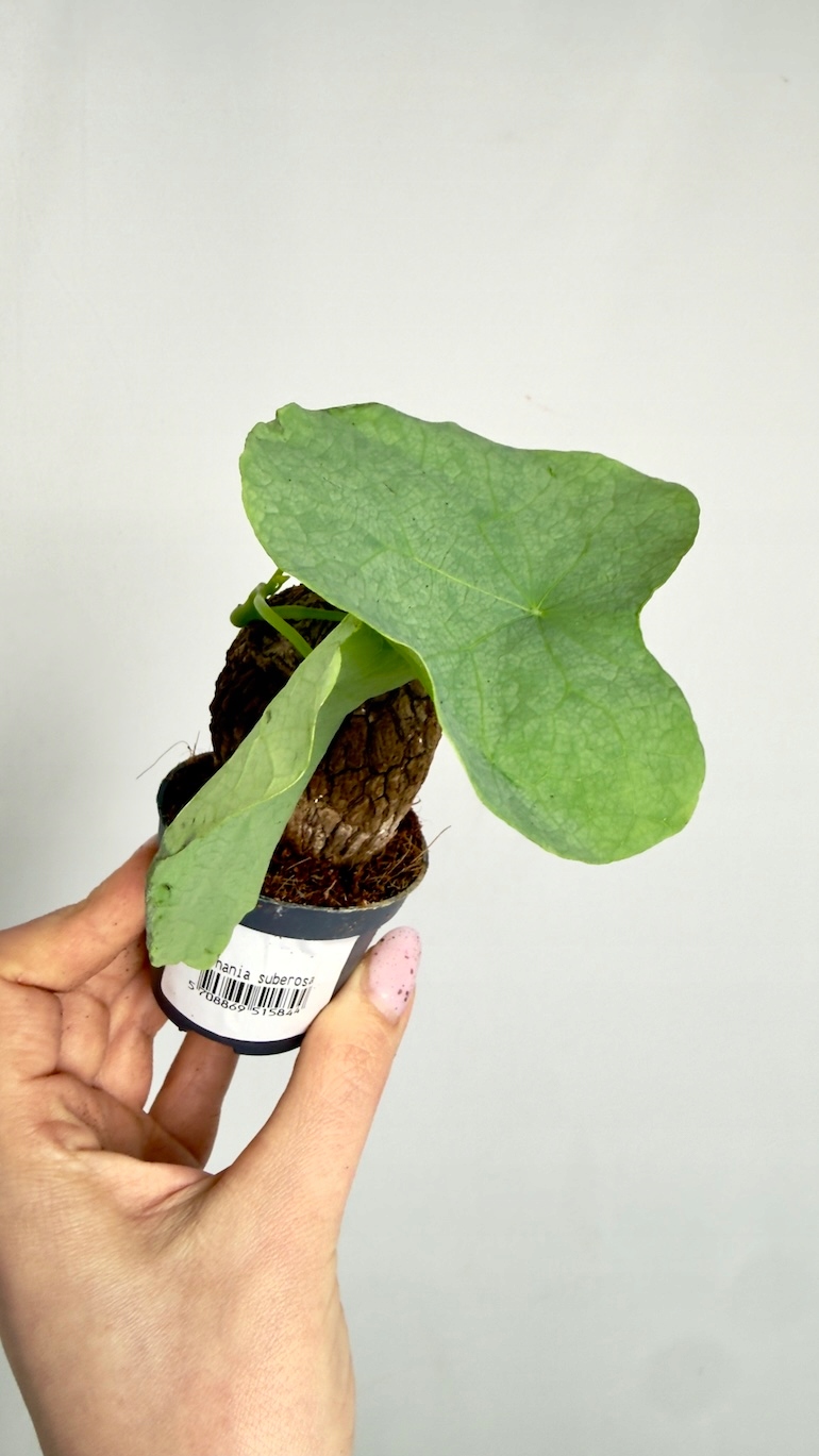 Stephania suberosa 6/10 cm