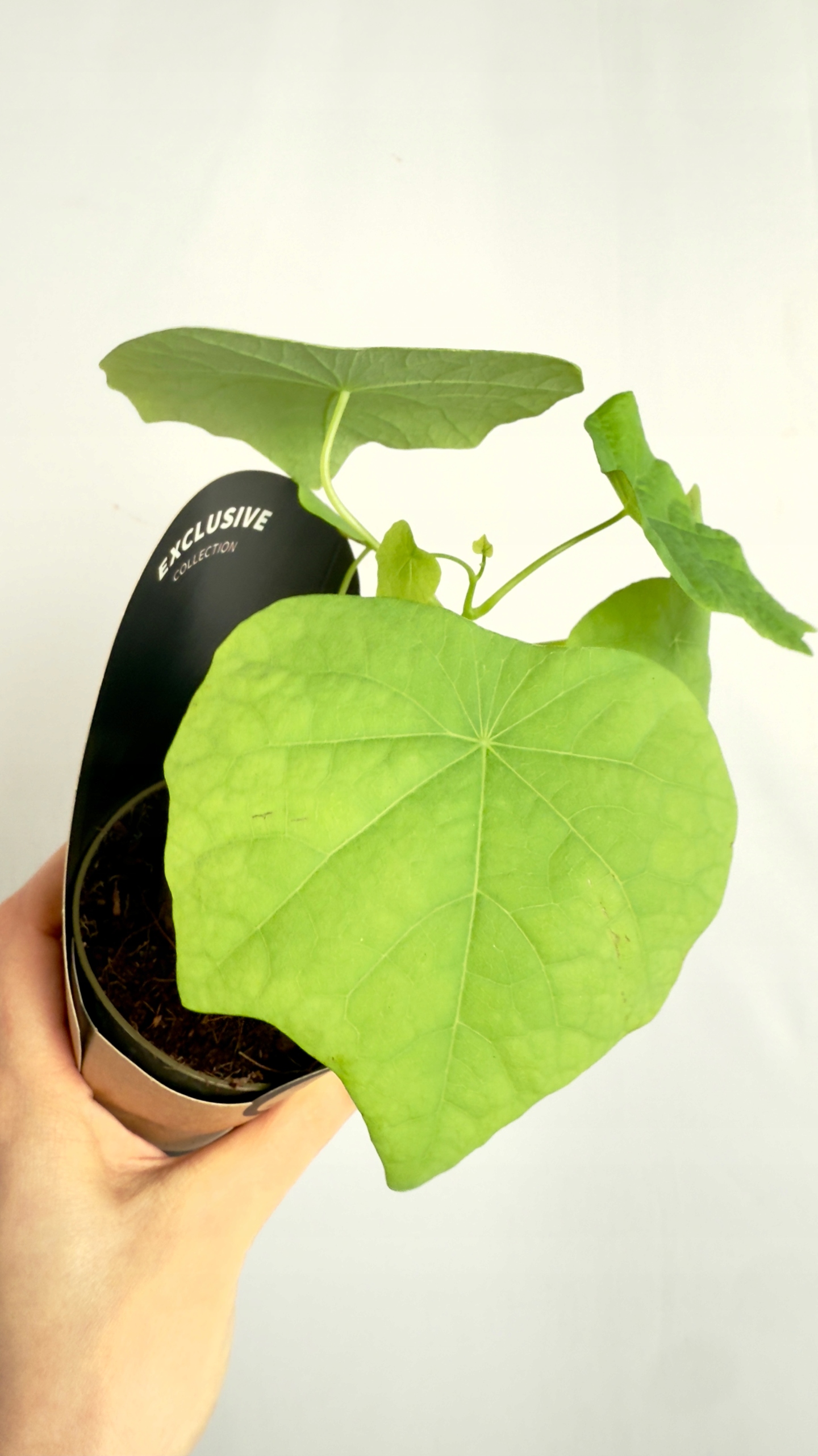 Stephania suberosa 9/20 cm