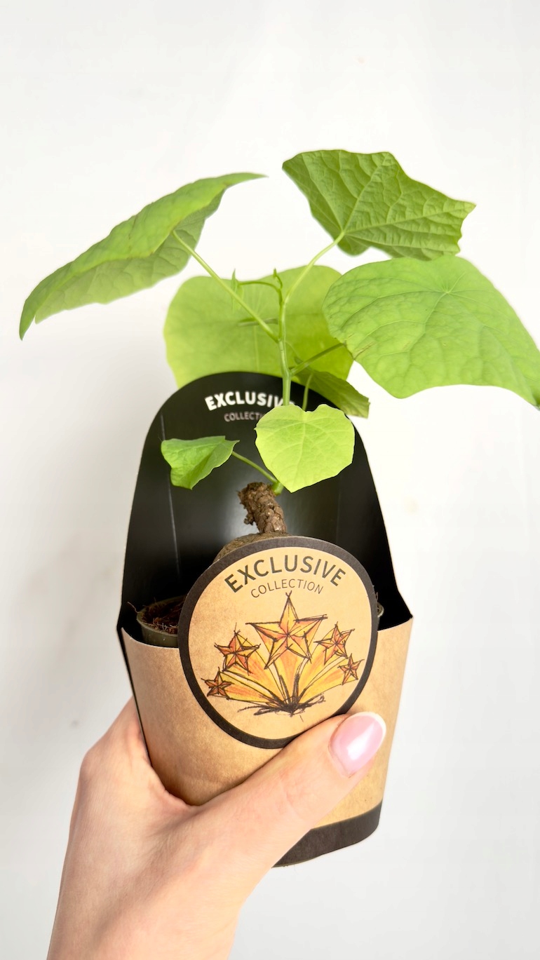 Stephania suberosa 9/20 cm